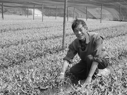 自育白茶苗 降低种植成本